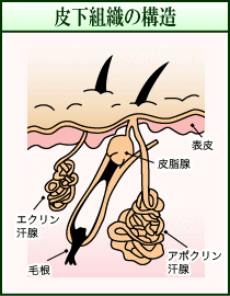 牺gD̍\iC[Wj